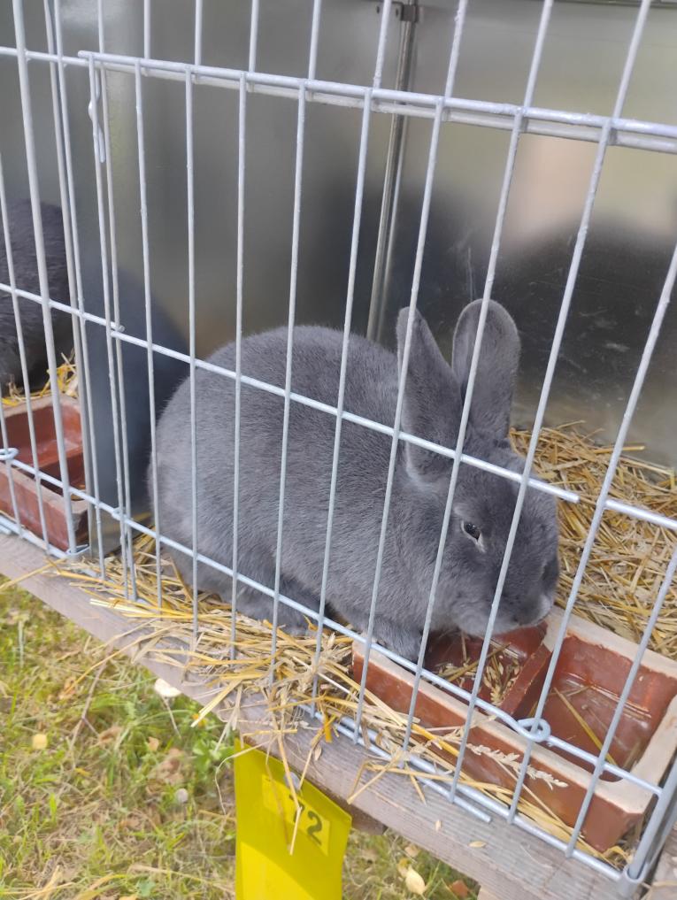 Výstava králíků a&nbsp;drůbeže